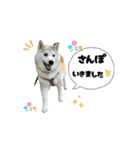 動く！柴犬と猫⑨（個別スタンプ：11）