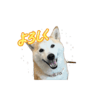 動く！柴犬と猫⑨（個別スタンプ：14）