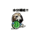 動くビーグル犬(夏2)（個別スタンプ：5）