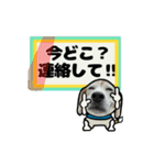 動くビーグル犬(夏2)（個別スタンプ：7）