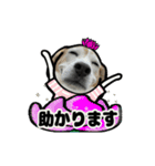 動くビーグル犬(夏2)（個別スタンプ：18）