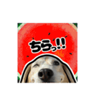 動くビーグル犬(夏2)（個別スタンプ：20）