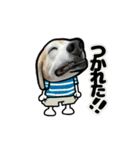動くビーグル犬(夏2)（個別スタンプ：21）