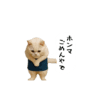 お猫様の吹き出しスタンプ8（個別スタンプ：8）
