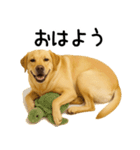 ラブラドールレトリバー★即返事！に使える（個別スタンプ：1）