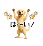 ラブラドールレトリバー★即返事！に使える（個別スタンプ：3）
