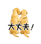 ラブラドールレトリバー★即返事！に使える（個別スタンプ：9）