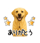 ラブラドールレトリバー★即返事！に使える（個別スタンプ：10）