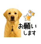 ラブラドールレトリバー★即返事！に使える（個別スタンプ：12）