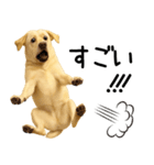 ラブラドールレトリバー★即返事！に使える（個別スタンプ：13）