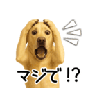 ラブラドールレトリバー★即返事！に使える（個別スタンプ：16）