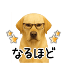 ラブラドールレトリバー★即返事！に使える（個別スタンプ：17）