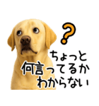 ラブラドールレトリバー★即返事！に使える（個別スタンプ：19）
