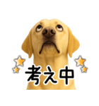 ラブラドールレトリバー★即返事！に使える（個別スタンプ：23）
