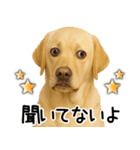 ラブラドールレトリバー★即返事！に使える（個別スタンプ：24）