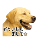 ラブラドールレトリバー★即返事！に使える（個別スタンプ：25）