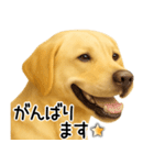ラブラドールレトリバー★即返事！に使える（個別スタンプ：26）