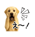 ラブラドールレトリバー★即返事！に使える（個別スタンプ：28）