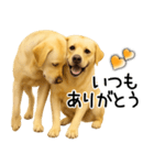 ラブラドールレトリバー★即返事！に使える（個別スタンプ：32）
