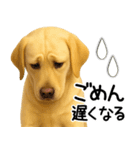 ラブラドールレトリバー★家族連絡・恋人（個別スタンプ：6）