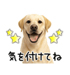 ラブラドールレトリバー★家族連絡・恋人（個別スタンプ：7）