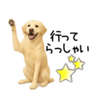 ラブラドールレトリバー★家族連絡・恋人（個別スタンプ：9）