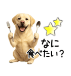 ラブラドールレトリバー★家族連絡・恋人（個別スタンプ：13）
