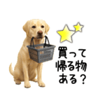 ラブラドールレトリバー★家族連絡・恋人（個別スタンプ：15）