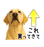 ラブラドールレトリバー★家族連絡・恋人（個別スタンプ：16）