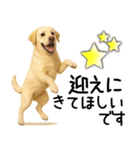 ラブラドールレトリバー★家族連絡・恋人（個別スタンプ：17）