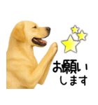 ラブラドールレトリバー★家族連絡・恋人（個別スタンプ：18）