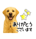 ラブラドールレトリバー★家族連絡・恋人（個別スタンプ：19）