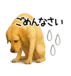 ラブラドールレトリバー★家族連絡・恋人（個別スタンプ：20）