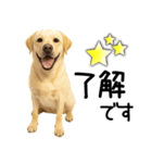 ラブラドールレトリバー★家族連絡・恋人（個別スタンプ：21）