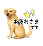 ラブラドールレトリバー★家族連絡・恋人（個別スタンプ：23）