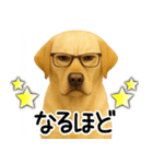 ラブラドールレトリバー★家族連絡・恋人（個別スタンプ：30）
