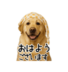 ラブラドールレトリバー★家族連絡・恋人（個別スタンプ：31）