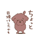 【夏】タフィ・ザ・チワプー2 夏の白い犬（個別スタンプ：20）