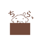 【夏】タフィ・ザ・チワプー2 夏の白い犬（個別スタンプ：31）