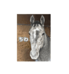 シラカワノセキ（個別スタンプ：1）