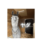 シラカワノセキ（個別スタンプ：2）