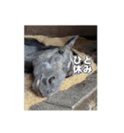 シラカワノセキ（個別スタンプ：3）