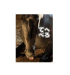 シラカワノセキ（個別スタンプ：4）