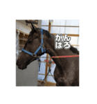 シラカワノセキ（個別スタンプ：5）