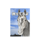 シラカワノセキ（個別スタンプ：8）