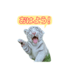 白虎くんのご挨拶（個別スタンプ：1）