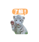 白虎くんのご挨拶（個別スタンプ：4）
