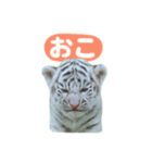白虎くんのご挨拶（個別スタンプ：5）