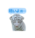 白虎くんのご挨拶（個別スタンプ：8）
