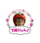 コスプレを楽しむペロにゃんこ①（個別スタンプ：8）